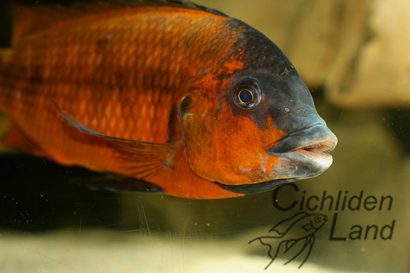 Petrochromis sp. 'red' Mahale Mountains NP